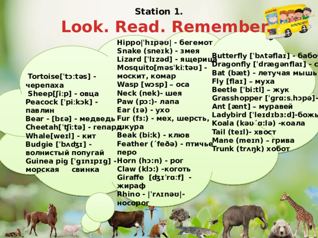 Station 1.   Look. Read. Remember. Hippo|ˈhɪpəʊ| - бегемот Snake (sneɪk) - змея Lizard [ˈlɪzəd] - ящерица Mosquito[məsˈkiːtəʊ] -москит, комар Wasp [wɔsp] – оса Neck (nek)- шея Paw (pɔ:)- лапа Ear (ɪə) - ухо Fur (fɜ:) - мех, шерсть, шкура Beak (bi:k) - клюв Feather (ˊfeðə) - птичье перо Horn (hɔ:n) - рог Claw (klɔ:) -коготь Giraffe [ʤɪˈrɑːf] - жираф Rhino - |ˈrʌɪnəʊ|- носорог Butterfly [ˈbʌtəflaɪ] - бабочка Dragonfly [ˈdræɡənflaɪ] - стрекоза Bat (bæt) - летучая мышь Fly [flaɪ] – муха Beetle [ˈbi:tl] – жук Grasshopper [ˈɡrɑ:sˌhɔpə]-кузнечик Ant [ænt] – муравей Ladybird [ˈleɪdɪbз:d]-божья коровка Koala (kəυˊɑ:lə) -коала Tail (teɪl)- хвост Mane (meɪn) – грива Trunk (trʌŋk) хобот   Tortoise[ˈtɔːtəs] - черепаха  Sheep[ʃiːp] - овца Peacock [ˈpiːkɔk] - павлин Bear - [bɛə] - медведь Cheetah[ˈʧiːtə] - гепард Whale[weɪl] - кит Budgie [ˈbʌʤɪ] -волнистый попугай Guinea pig [ˈgɪnɪpɪg] -морская свинка 