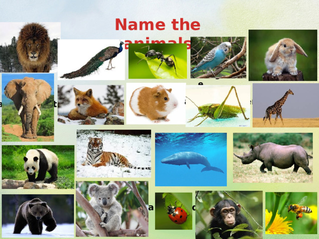 Name the animals a lion an ant a peacock a budgie a rabbit a grasshopper a fox a guinea pig an elephant a giraffe a whale a tiger a rhino a panda a koala a ladybird a bee a chimp a bear  