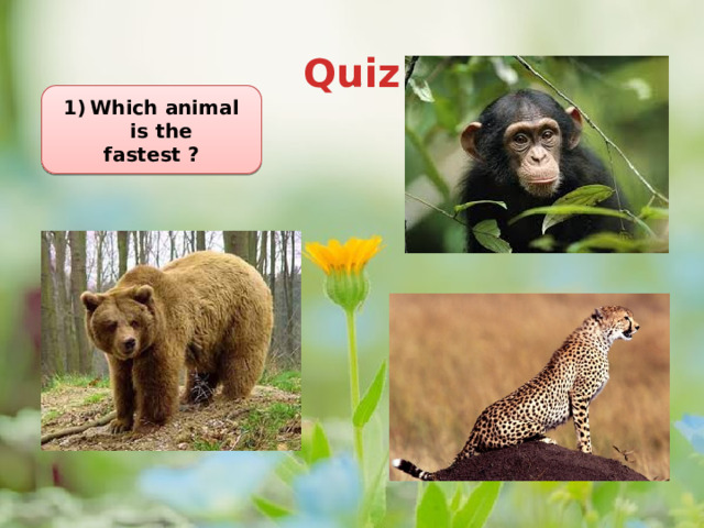 Quiz Station 2     Which animal is the fastest ? 
