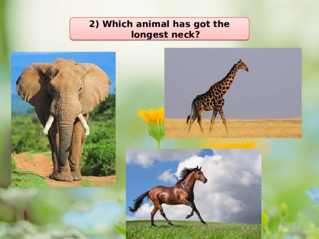 2) Which animal has got the longest neck? 