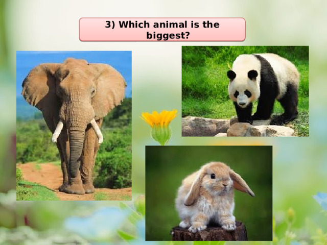 3) Which animal is the biggest? 