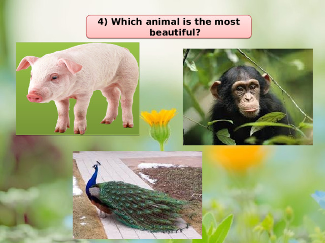 4) Which animal is the most beautiful? 