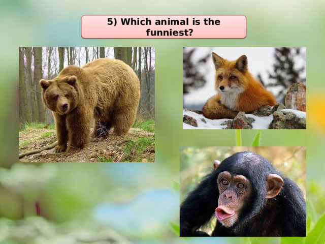 5) Which animal is the funniest? 