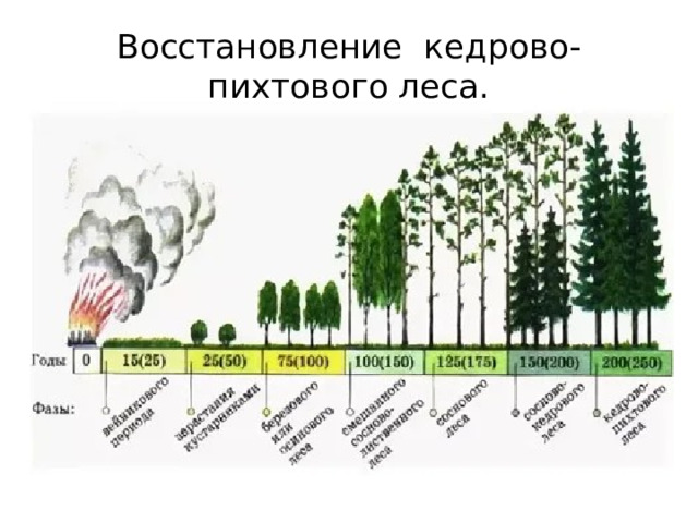 Восстановление кедрово-пихтового леса. 
