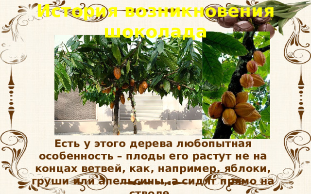 История возникновения шоколада Есть у этого дерева любопытная особенность – плоды его растут не на концах ветвей, как, например, яблоки, груши или апельсины, а сидят прямо на стволе. 