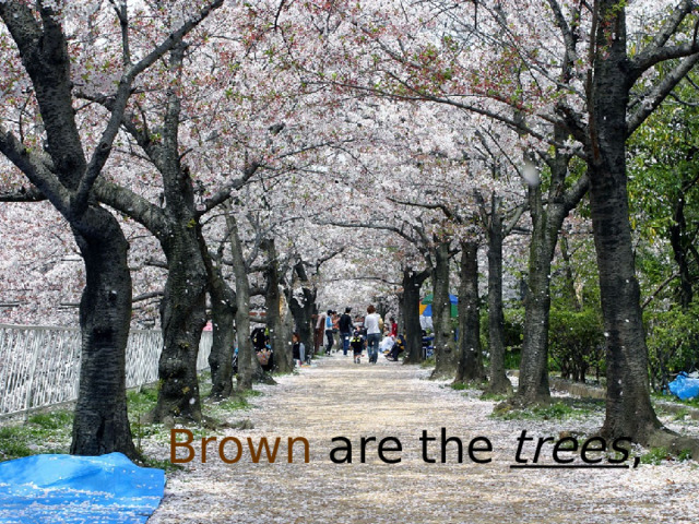 Brown are the trees , 
