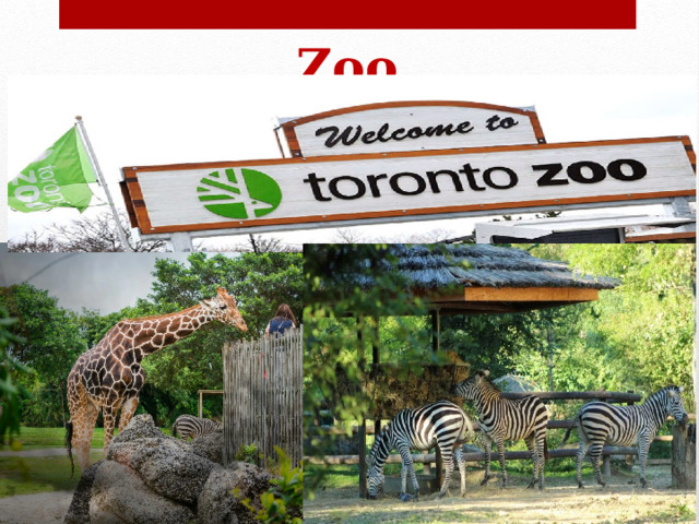 Zoo  