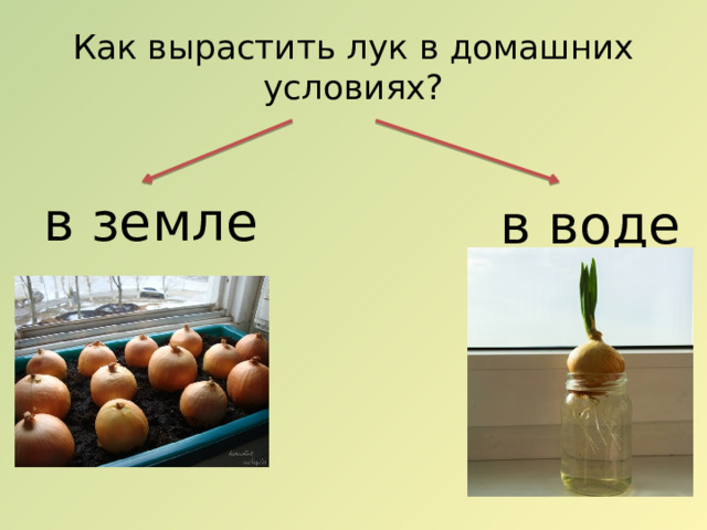 Как вырастить лук в домашних условиях? в земле в воде 