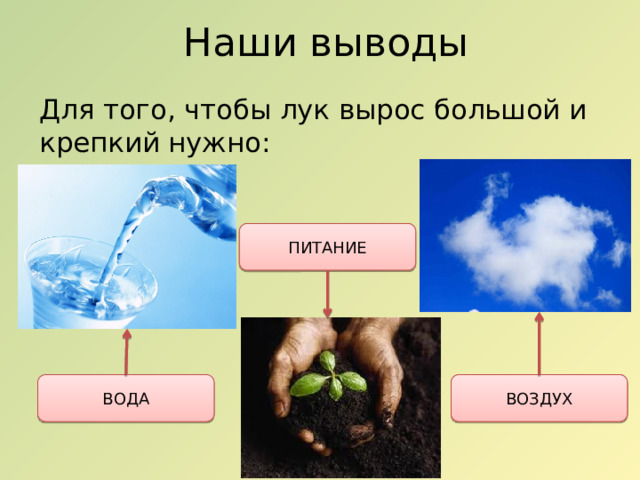 Наши выводы Для того, чтобы лук вырос большой и крепкий нужно: ПИТАНИЕ ВОДА ВОЗДУХ 