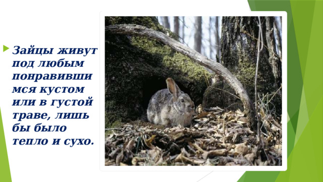 Зайцы живут под любым понравившимся кустом или в густой траве, лишь бы было тепло и сухо. 
