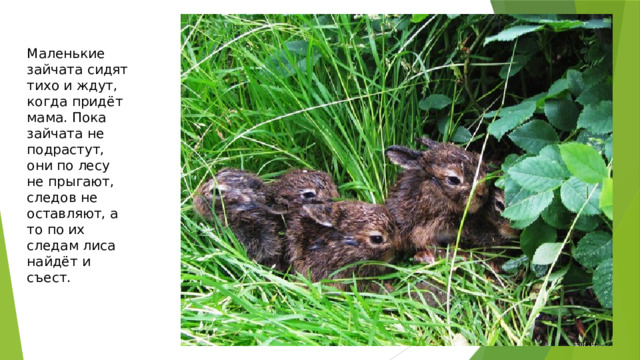 Маленькие зайчата сидят тихо и ждут, когда придёт мама. Пока зайчата не подрастут, они по лесу не прыгают, следов не оставляют, а то по их следам лиса найдёт и съест. 
