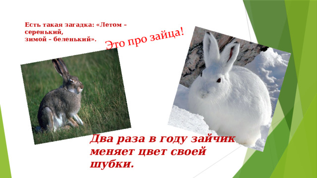 Есть такая загадка: «Летом – серенький, зимой – беленький». Два раза в году зайчик меняет цвет своей шубки. 