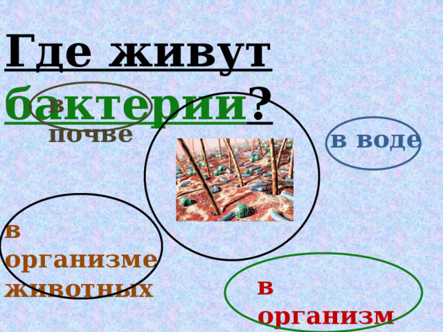 Где живут бактерии ? в почве  в воде в организме животных в организме человека 