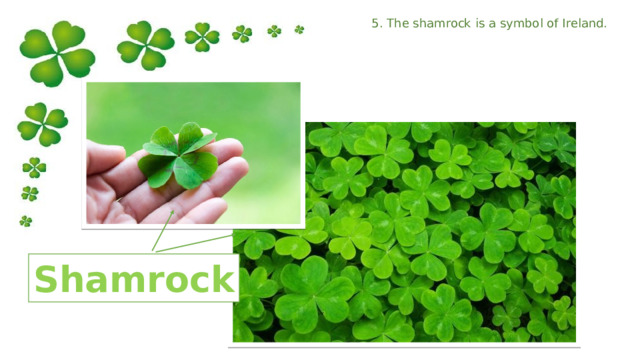 5. The shamrock is a symbol of Ireland. Shamrock 