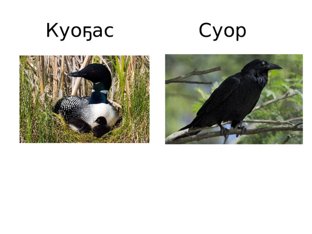 Куоҕас Суор 