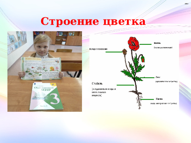 Строение цветка 