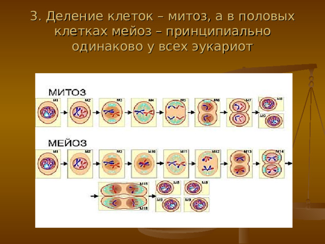 3. Деление клеток – митоз, а в половых клетках мейоз – принципиально одинаково у всех эукариот 