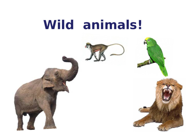 Wild animals! 