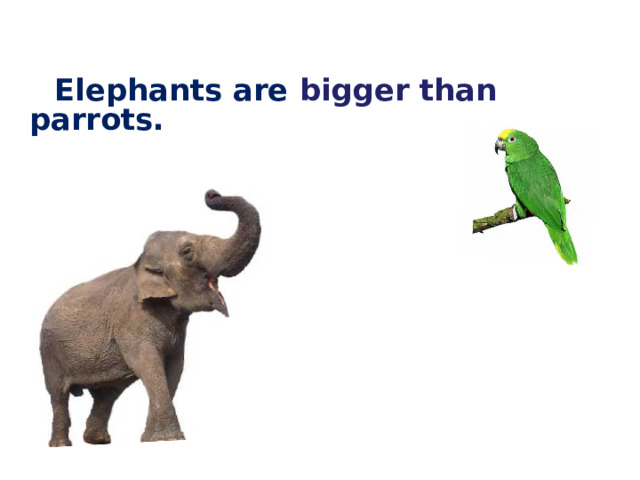  Elephants are bigger than parrots.  