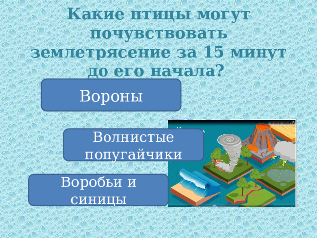 Какие птицы могут почувствовать землетрясение за 15 минут до его начала? Вороны Волнистые попугайчики Воробьи и синицы 