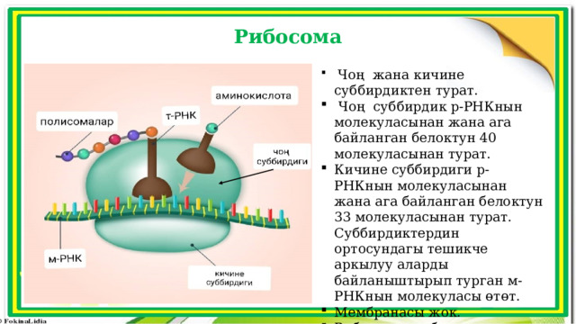 Рибосома  Чоң жана кичине суббирдиктен турат.  Чоң суббирдик р-РНКнын молекуласынан жана ага байланган белоктун 40 молекуласынан турат. Кичине суббирдиги р-РНКнын молекуласынан жана ага байланган белоктун 33 молекуласынан турат. Суббирдиктердин ортосундагы тешикче аркылуу аларды байланыштырып турган м-РНКнын молекуласы өтөт. Мембранасы жок. Рибосомалар белокторду синтездейт. 