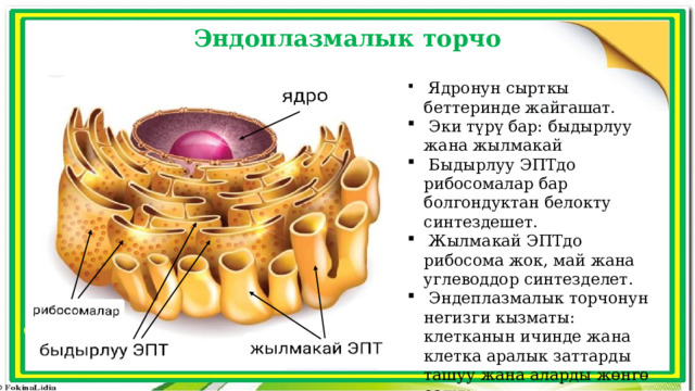 Эндоплазмалык торчо  Ядронун сырткы беттеринде жайгашат.  Эки түрү бар: быдырлуу жана жылмакай  Быдырлуу ЭПТдо рибосомалар бар болгондуктан белокту синтездешет.  Жылмакай ЭПТдо рибосома жок, май жана углеводдор синтезделет.  Эндеплазмалык торчонун негизги кызматы: клетканын ичинде жана клетка аралык заттарды ташуу жана аларды жөнгө салуу. 