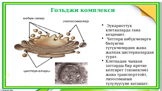 Гольджи комплекси  Эукариоттук клеткаларда гана кездешет.  Четтери көбүкчөлөргө бөлүнгөн түтүкчөлөрдөн жана жалпак цистерналардан турат. Клеткадан чыккан заттарды бир иретке келтирет (тизмектөө) жана транспорттойт, лизосоманын түзүлүүсүнө катышат. 