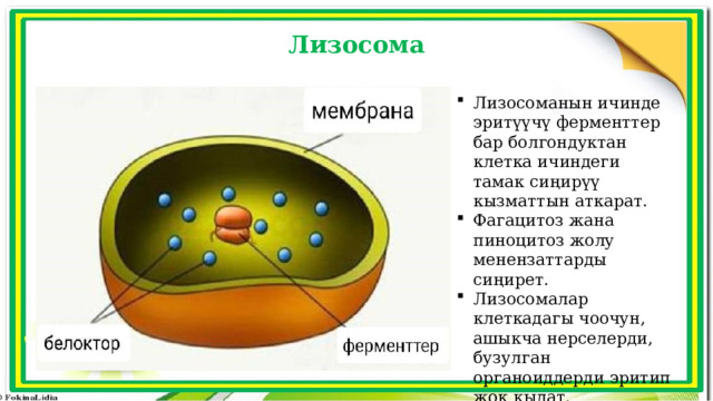 Лизосома Лизосоманын ичинде эритүүчү ферменттер бар болгондуктан клетка ичиндеги тамак сиңирүү кызматтын аткарат. Фагацитоз жана пиноцитоз жолу менензаттарды сиңирет. Лизосомалар клеткадагы чоочун, ашыкча нерселерди, бузулган органоиддерди эритип жок кылат. 