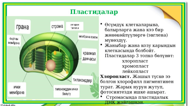 Пластидалар Өсүмдүк клеткаларына, балырларга жана кээ бир жөнөкөйлүүлөргө (эвглена) мүнөздүү. Жаныбар жана козу карындын клеткасында болбойт. Пластидалар 3 топко бөлүнөт:  хлоропласт  хромопласт  лейкопласт Хлоропласт. Жашыл түскө ээ болгон хлорофилл пигментинен турат. Жарык нурун жутуп, фотосинтезди ишке ашырат.  Стромасында пластидалык ДНК жайгашкан. 