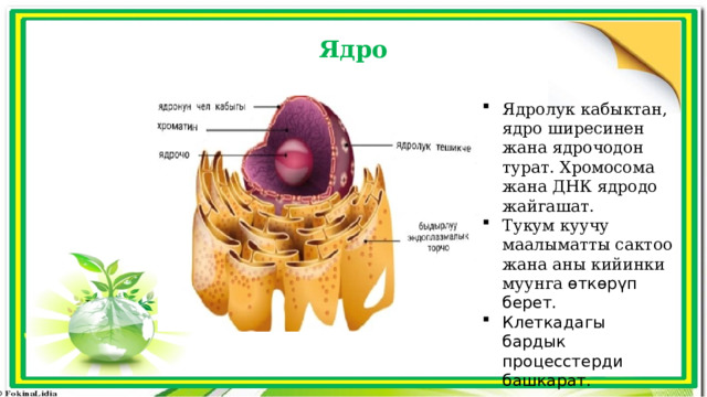 Ядро Ядролук кабыктан, ядро ширесинен жана ядрочодон турат. Хромосома жана ДНК ядродо жайгашат. Тукум куучу маалыматты сактоо жана аны кийинки муунга өткөрүп берет. Клеткадагы бардык процесстерди башкарат. 