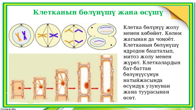 Клетканын бөлүнүшү жана өсүшү Клетка бөлүнүү жолу менен көбөйөт. Көлөм жагынан да чоңоëт. Клетканын бөлүнүшү ядродон башталып, митоз жолу менен жүрөт. Клеткалардын бат-баттан бөлүнүүсүнүн натыйжасында өсүмдүк узунунан жана туурасынан өсөт. 