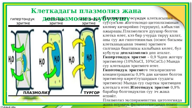 Клеткадагы плазмолиз жана деплазмолиз кубулушу Плазмолиз  – өсүмд үк клеткасынын суусун көп жоготкондо цитоплазманын көлөмү кичирейип (чүрүшүп), кабыктан ажырашы.Плазмолизге дуушар болгон клетка өлөт, кээ бир учурда тирүү калат, аны суу же гипотониялык (осмос басымы клетканыкынан төмөн) эритмеге салганда баштапкы калыбына келет, бул кубулуш деплазмолиз деп аталат. Гипертондук эритме – 0,9 %ден жогору эритмелер (10%NаСI, 10%СаСI₂) Мында суу клеткадан эритмеге өтөт. Гипотондук эритме ге тескерисинче концентрациясы 0,9% дан кичине болгон эритмелер кирет(туздардын суудагы эритмеси) Мында суу сырткы эритмеден клеткага өтөт. Изотондук эритме 0,9% барабар болгондуктан суу эч жака өтпөйт. Плазмолиз эксперименттик цитологияда жана өсүмдүк физиологиясында осмос басымын, сугаруу мөөнөтүн, клеткалардын өткөрүмдүүлүгүн ж. б. изилдөөдө колдонулат. гипертондук изотондук гипотондук  эритме  эритме эритме ПЛАЗМОЛИЗ ТУРГОР 