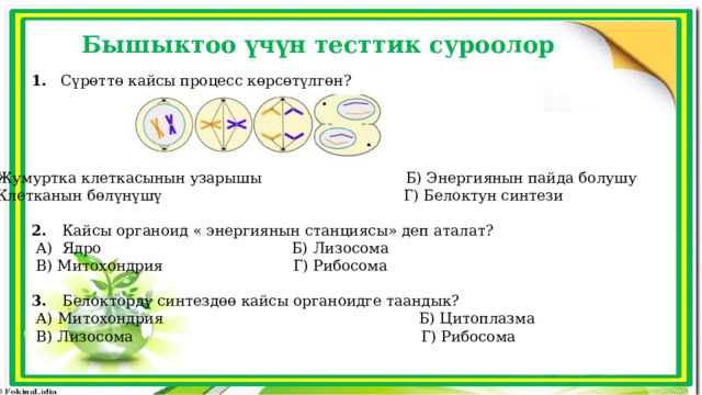 Бышыктоо үчүн тесттик суроолор 1. Сүрөттө кайсы процесс көрсөтүлгөн? А) Жумуртка клеткасынын узарышы Б) Энергиянын пайда болушу В) Клетканын бөлүнүшү Г) Белоктун синтези 2. Кайсы органоид « энергиянын станциясы» деп аталат?  А) Ядро Б) Лизосома  В) Митохондрия Г) Рибосома 3. Белокторду синтездөө кайсы органоидге таандык?  А) Митохондрия Б) Цитоплазма  В) Лизосома Г) Рибосома 