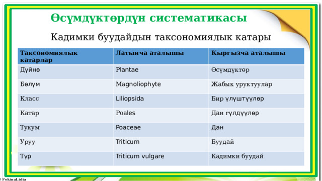 Өсүмдүктөрдүн систематикасы Кадимки буудайдын таксономиялык катары Таксономиялык катарлар Латынча аталышы Д үйнө Кыргызча аталышы Р lаntае Б өлүм Ма gnоliорhytе Өсүмдүктөр Класс Катар Liliорsida Жабык уруктуулар Роа lеs Бир үлүштүүлөр Тукум Дан г үлдүүлөр Poaceae Уруу Triticum Дан Т үр Буудай Triticum vulgare Кадимки буудай 