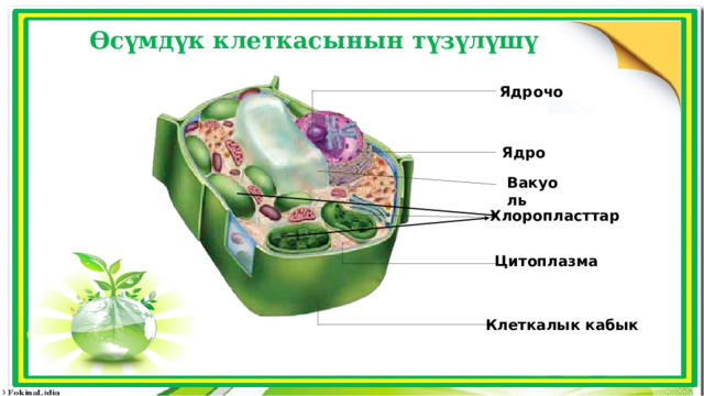 Өсүмдүк клеткасынын түзүлүшү Ядрочо Ядро Вакуоль Хлоропласттар Цитоплазма Клеткалык кабык 