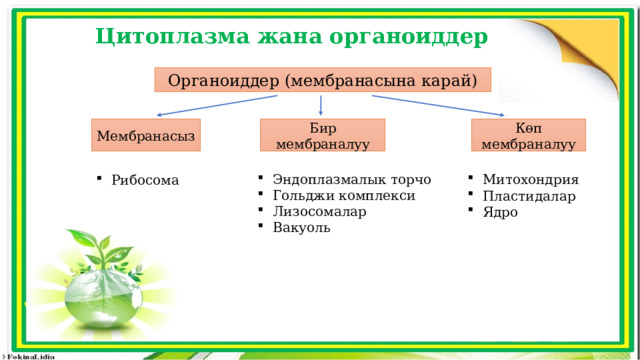 Цитоплазма жана органоиддер  Органоиддер (мембранасына карай) Мембранасыз Бир мембраналуу Көп мембраналуу Эндоплазмалык торчо Гольджи комплекси Лизосомалар Вакуоль Митохондрия Пластидалар Ядро Рибосома 