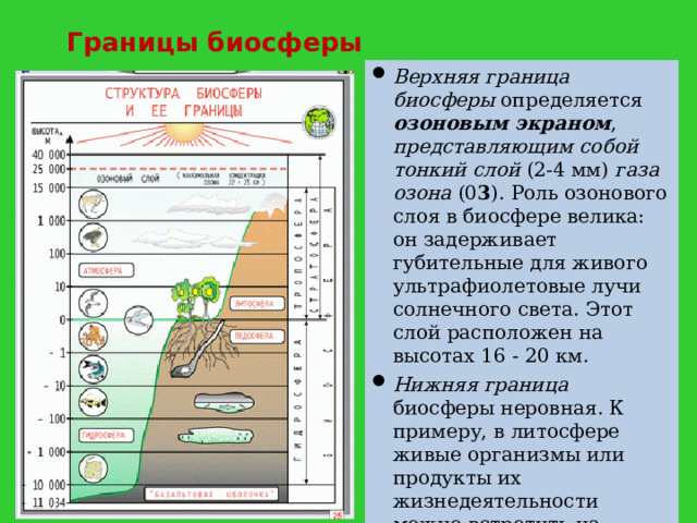 Границы биосферы Верхняя граница биосферы определяется озоновым экраном , представляющим собой  тонкий слой (2-4 мм) газа озона (0 3 ). Роль озонового слоя в биосфере велика: он задерживает губительные для живого ультрафиолетовые лучи солнечного света. Этот слой расположен на высотах 16 - 20 км. Нижняя граница биосферы неровная. К примеру, в литосфере живые организмы или продукты их жизнедеятельности можно встретить на глубине 3,5-7,5 км, а в Мировом океане организмы - на глубине 10 - 11 км. 