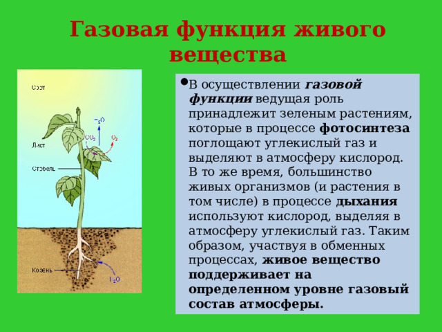 Газовая функция живого вещества В осуществлении газовой функции ведущая роль принадлежит зеленым растениям, которые в процессе фотосинтеза поглощают углекислый газ и выделяют в атмосферу кислород. В то же время, большинство живых организмов (и растения в том числе) в процессе дыхания используют кислород, выделяя в атмосферу углекислый газ. Таким образом, участвуя в обменных процессах, живое вещество поддерживает на определенном уровне газовый состав атмосферы. 