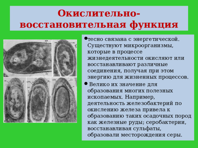 Окислительно-восстановительная функция тесно связана с энергетической. Существуют микроорганизмы, которые в процессе жизнедеятельности окисляют или восстанавливают различные соединения, получая при этом энергию для жизненных процессов.  Велико их значение для образования многих полезных ископаемых. Например, деятельность железобактерий по окислению железа привела к образованию таких осадочных пород как железные руды; серобактерии, восстанавливая сульфаты, образовали месторождения серы. 