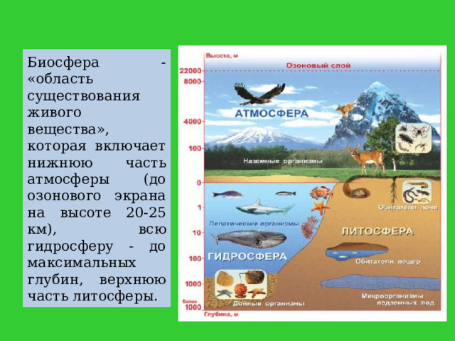 Биосфера - «область существования живого вещества», которая включает нижнюю часть атмосферы (до озонового экрана на высоте 20-25 км), всю гидросферу - до максимальных глубин, верхнюю часть литосферы. 