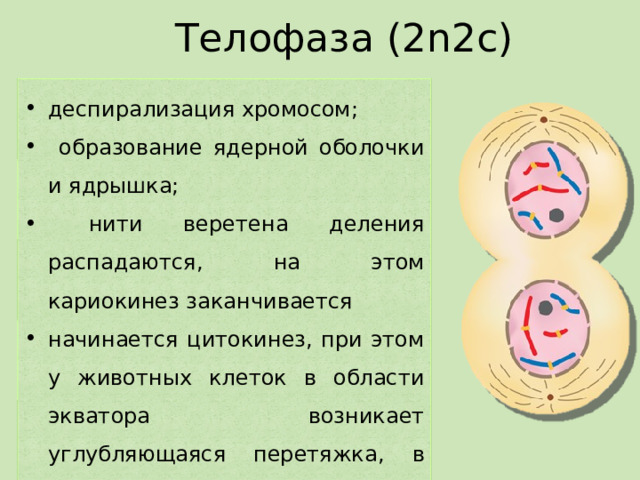 Телофаза (2n2c) деспирализация хромосом;  образование ядерной оболочки и ядрышка;  нити веретена деления распадаются, на этом кариокинез заканчивается начинается цитокинез, при этом у животных клеток в области экватора возникает углубляющаяся перетяжка, в растительных и грибных клетках - закладывается клеточная стенка 