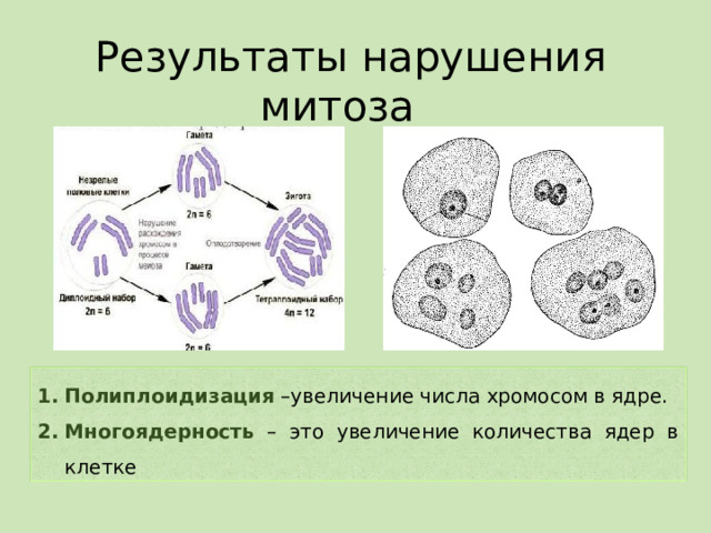 Результаты нарушения митоза Полиплоидизация –увеличение числа хромосом в ядре. Многоядерность – это увеличение количества ядер в клетке 