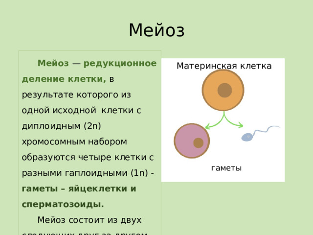 Мейоз  Мейоз — редукционное деление клетки,  в результате которого из одной исходной клетки с диплоидным (2n) хромосомным набором образуются четыре клетки с разными гаплоидными (1n) - гаметы – яйцеклетки и сперматозоиды.   Мейоз состоит из двух следующих друг за другом делений Материнская клетка гаметы 