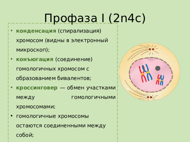 Профаза I (2n4c) конденсация (спирализация) хромосом (видны в электронный микроскоп); конъюгация (соединение) гомологичных хромосом с образованием бивалентов; кроссинговер — обмен участками между гомологичными хромосомами; гомологичные хромосомы остаются соединенными между собой; ядерная оболочка растворяется; центриоли расходятся к полюсам 