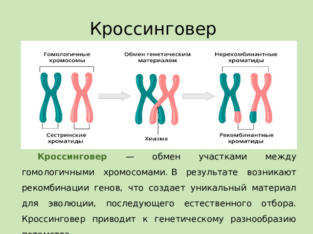 Кроссинговер   Кроссинговер — обмен участками между гомологичными хромосомами.  В результате возникают рекомбинации генов, что создает уникальный материал для эволюции, последующего естественного отбора. Кроссинговер приводит к генетическому разнообразию потомства. 