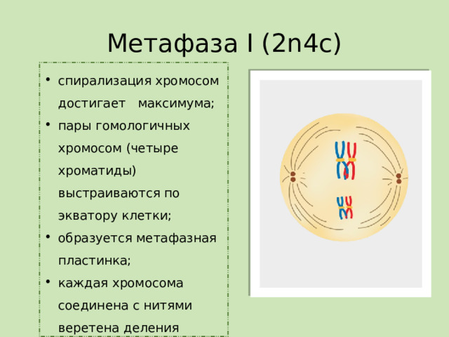 Метафаза I (2n4c) спирализация хромосом достигает максимума; пары гомологичных хромосом (четыре хроматиды) выстраиваются по экватору клетки; образуется метафазная пластинка; каждая хромосома соединена с нитями веретена деления 