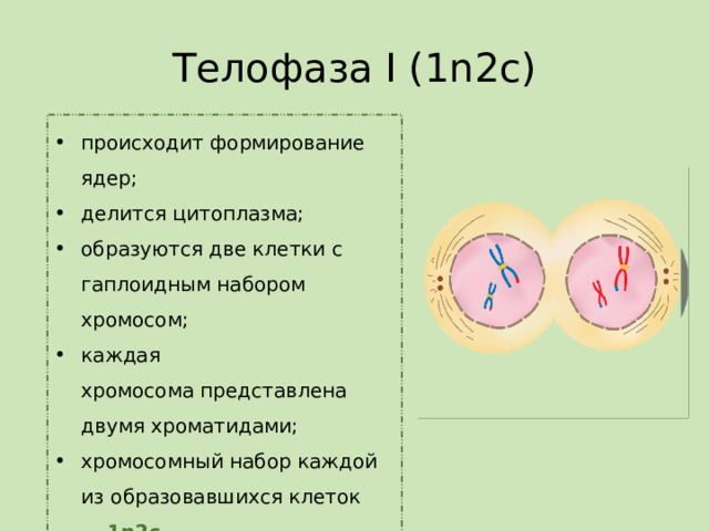 Телофаза I (1n2c) происходит формирование ядер; делится цитоплазма; образуются две клетки с гаплоидным набором хромосом; каждая хромосома представлена двумя хроматидами; хромосомный набор каждой из образовавшихся клеток —   1n2c   