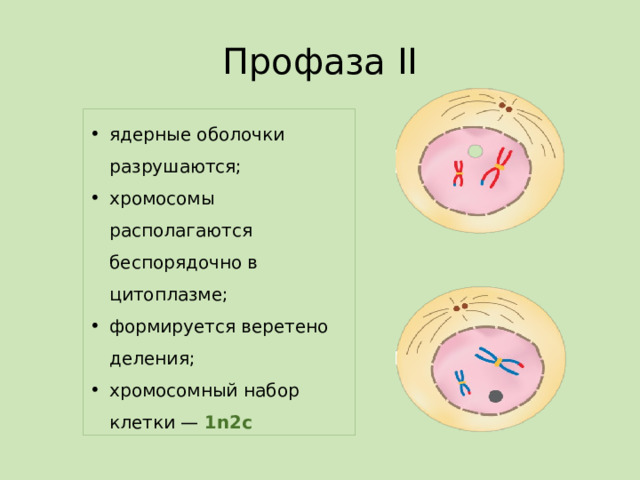 Профаза II ядерные оболочки разрушаются; хромосомы располагаются беспорядочно в цитоплазме; формируется веретено деления; хромосомный набор клетки —  1n2c 