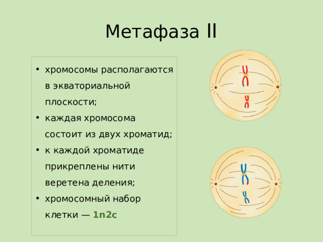 Метафаза II хромосомы располагаются в экваториальной плоскости; каждая хромосома состоит из двух хроматид; к каждой хроматиде прикреплены нити веретена деления; хромосомный набор клетки —  1n2c 