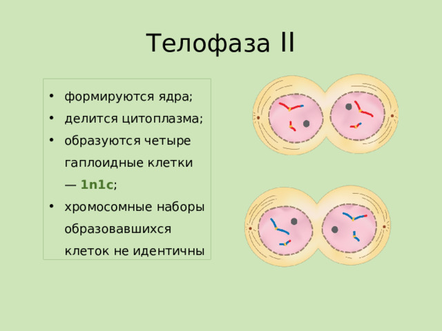 Телофаза II формируются ядра; делится цитоплазма; образуются четыре гаплоидные клетки —  1n1c ; хромосомные наборы образовавшихся клеток не идентичны 